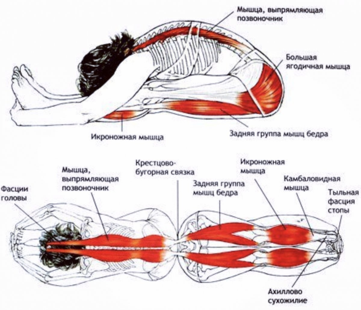 Пашчимоттанасана анатомия йоги