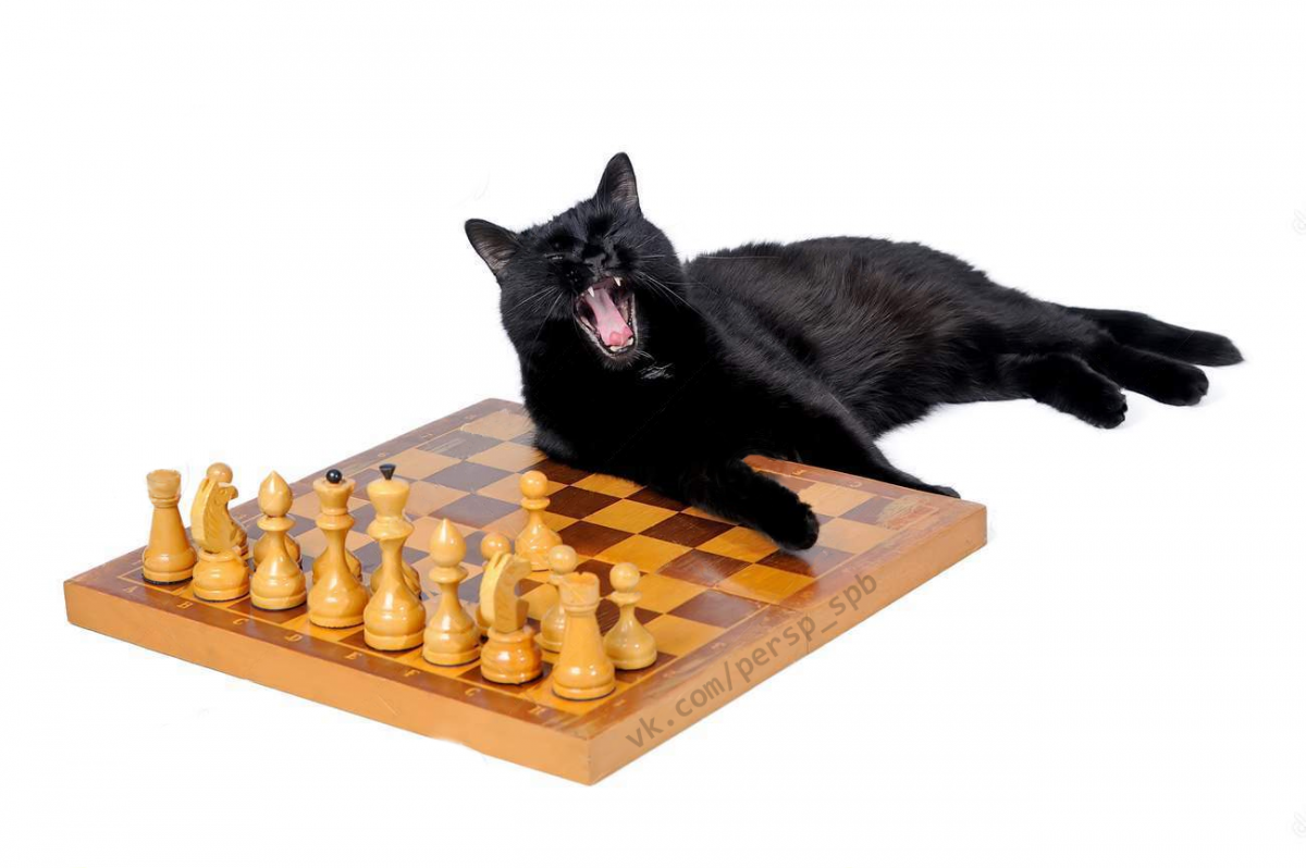 Черный кот с шахматами
