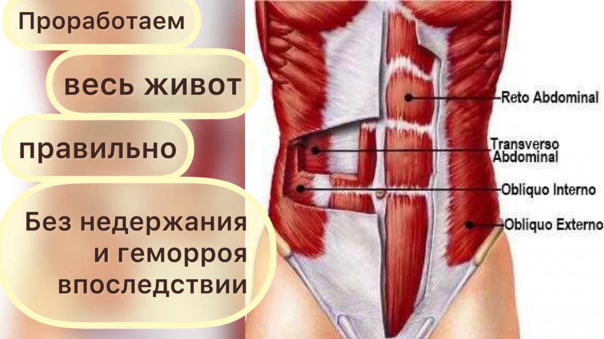 Мышцы брюшной стенки анатомия