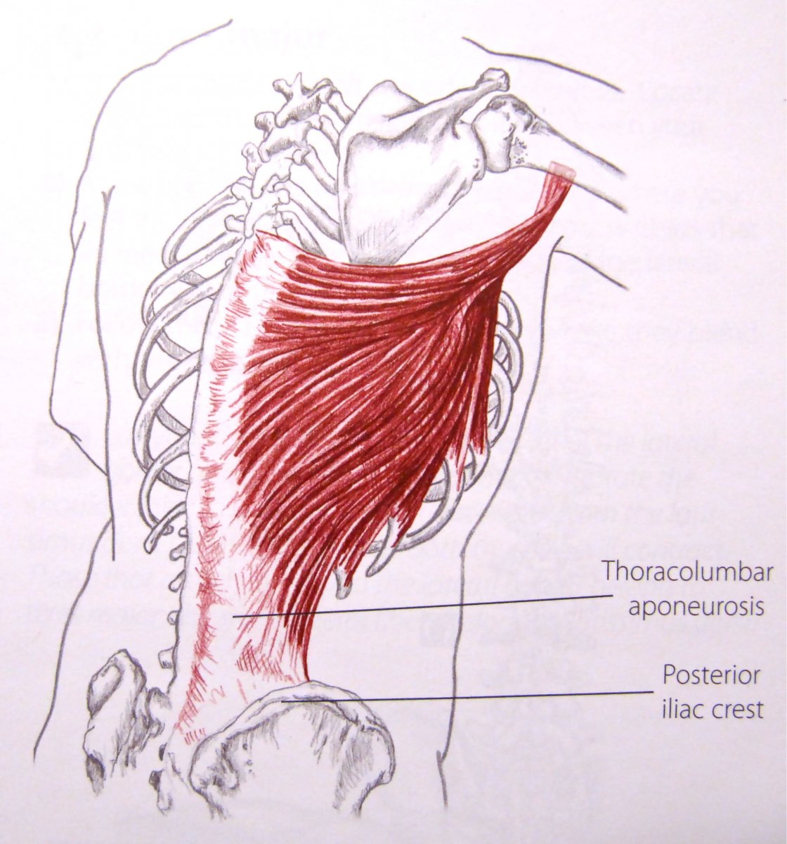 Широчайшая мышца спины (m. Latissimus Dorsi)