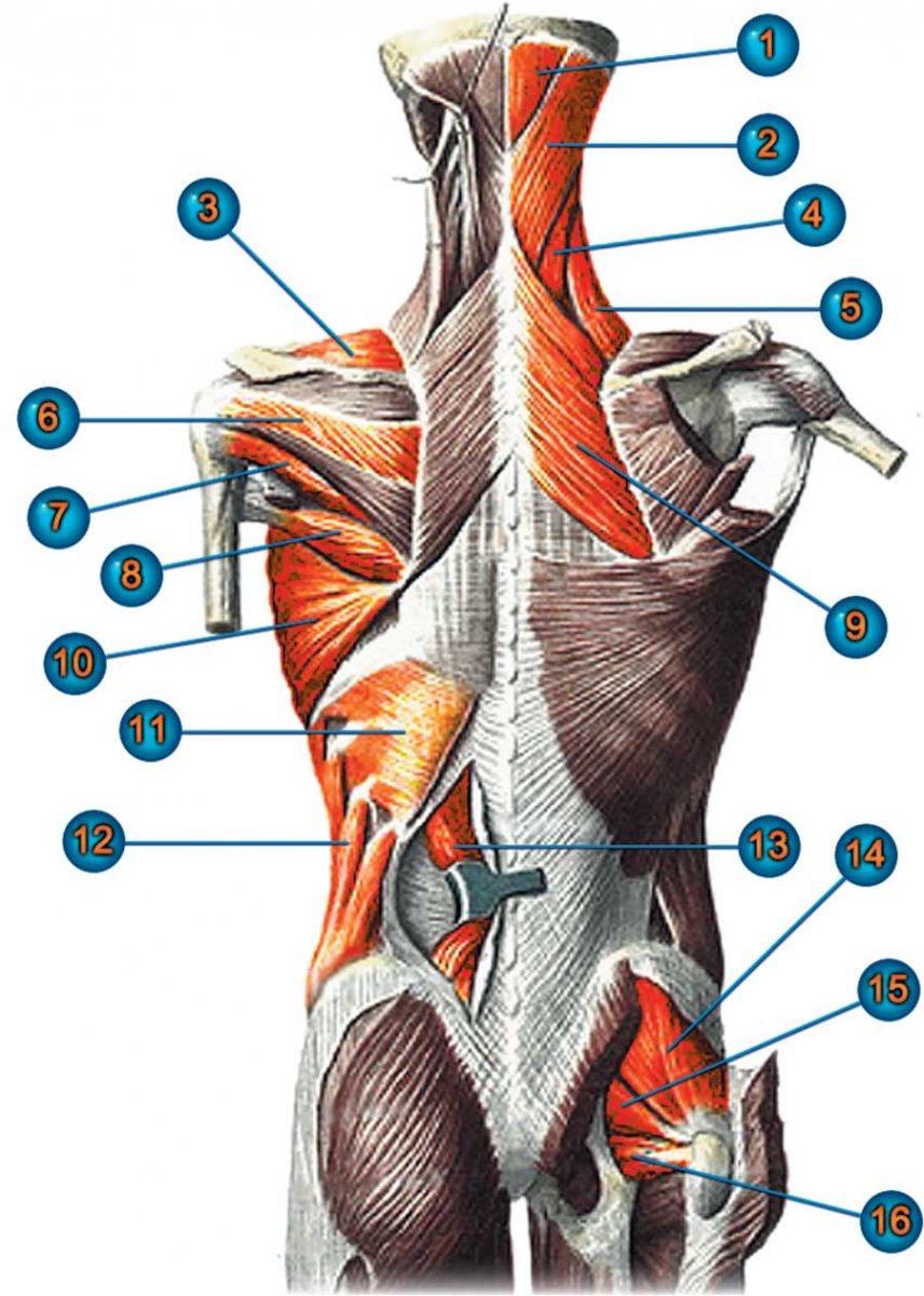 Rhomboid Major