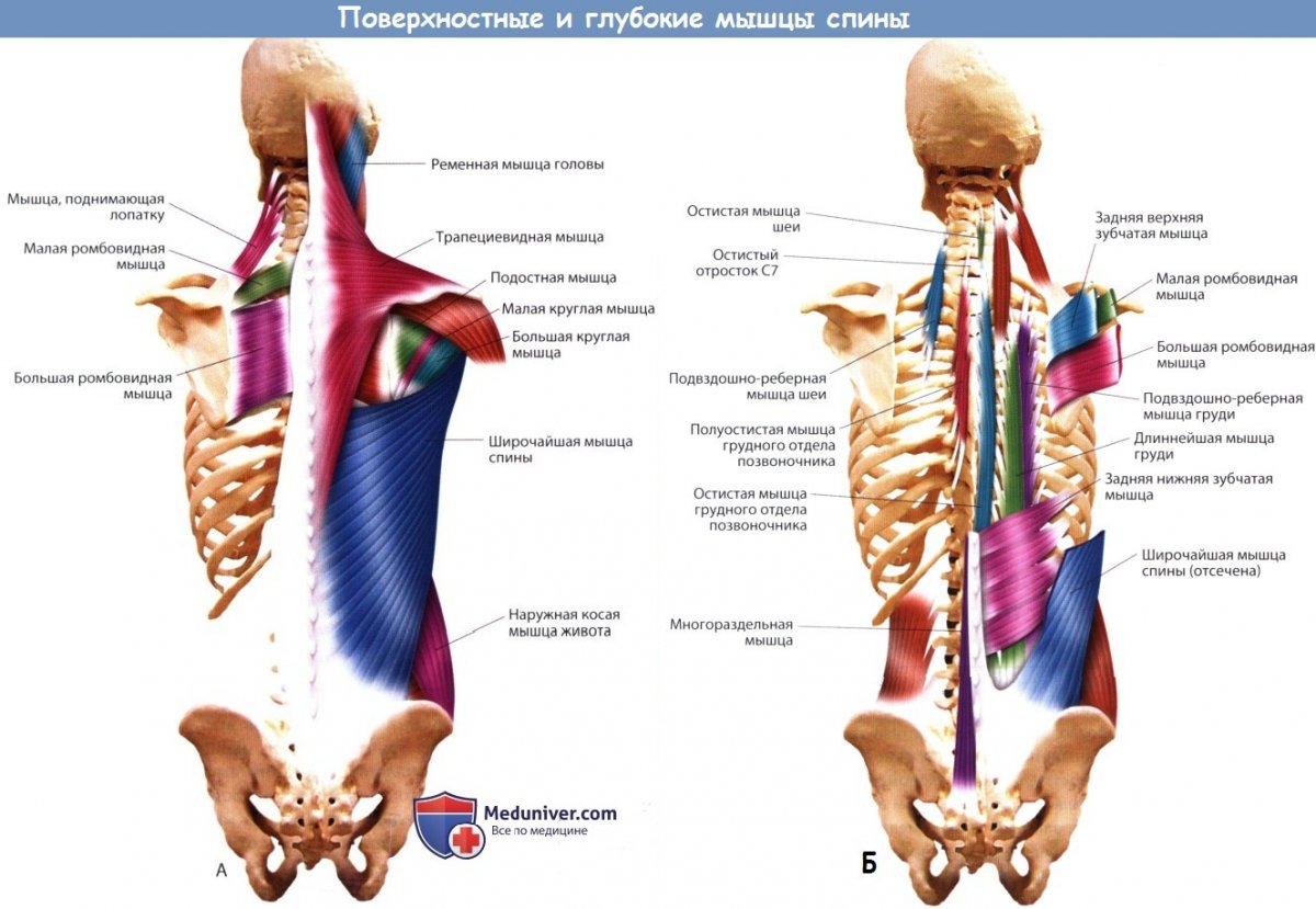 Глубокие мышцы спины анатомия медунивер