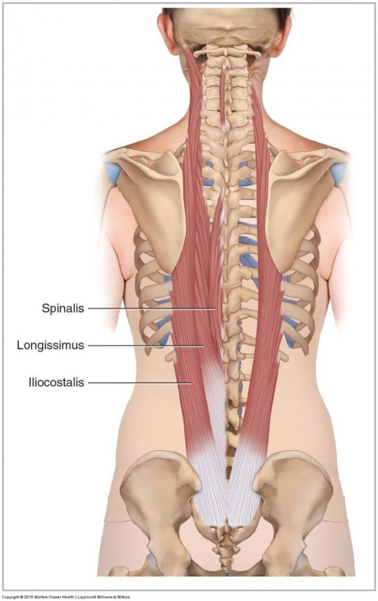 Rhomboid Major мышца