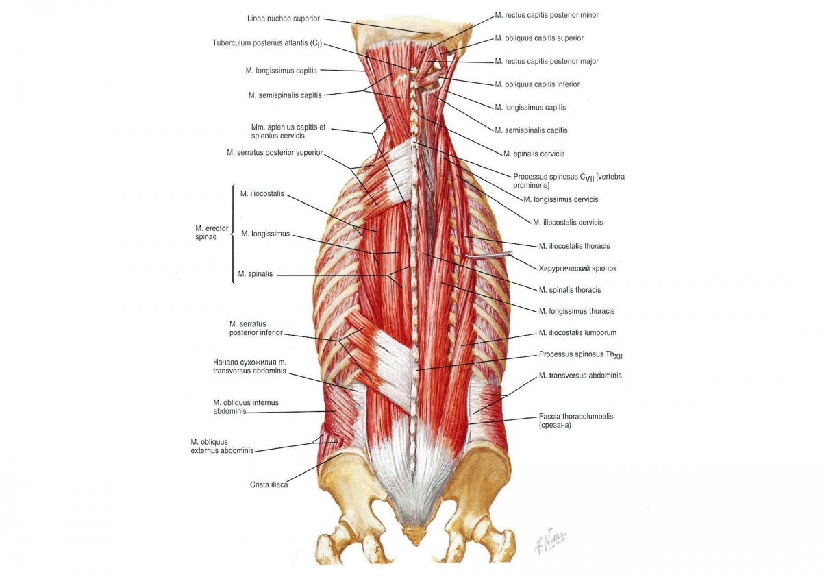 Мышцы спины женщины анатомия