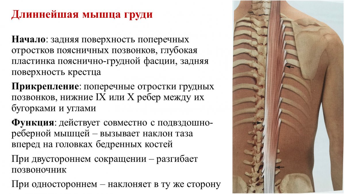 Мышцы поясничного отдела позвоночника анатомия