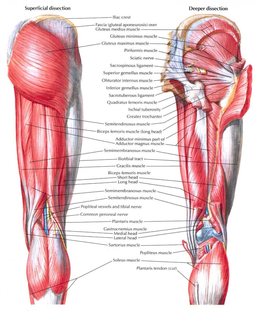 Двуглавая мышца бедра анатомия