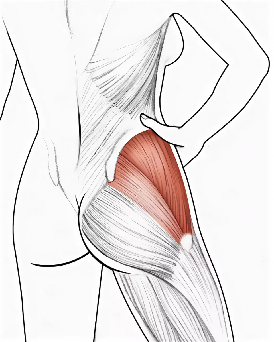 Средняя ягодичная мышца анатомия