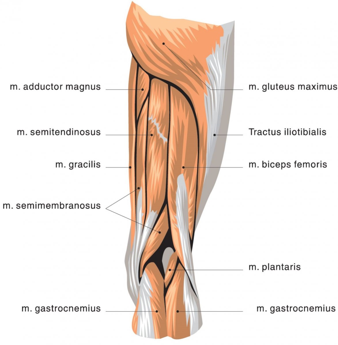 Biceps femoris мышца