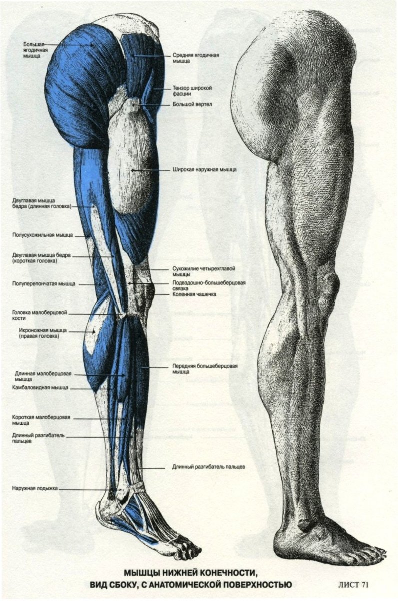 Анатомия ноги человека сбоку