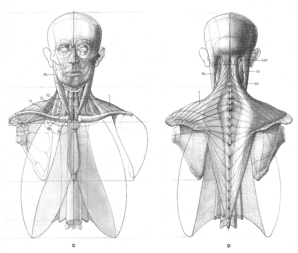 Levator scapulae мышца