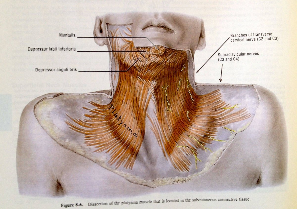 Триггерные мышцы шеи