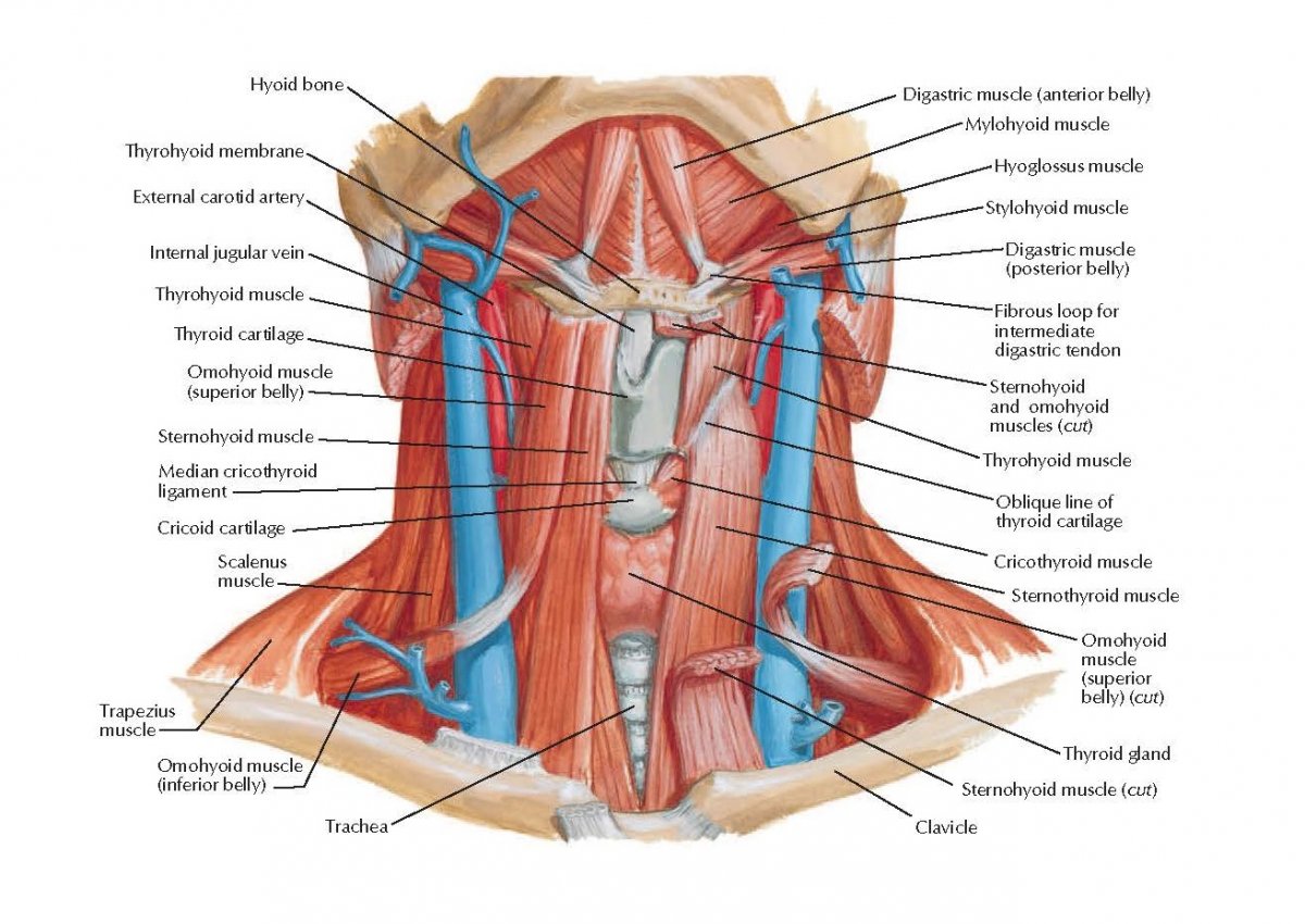 Треугольник Пирогова артерии