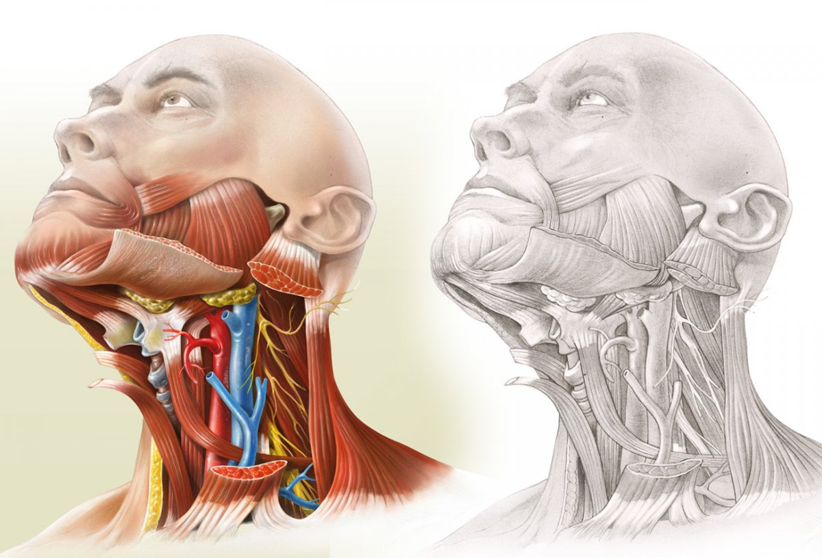 Подъязычный нерв анатомия