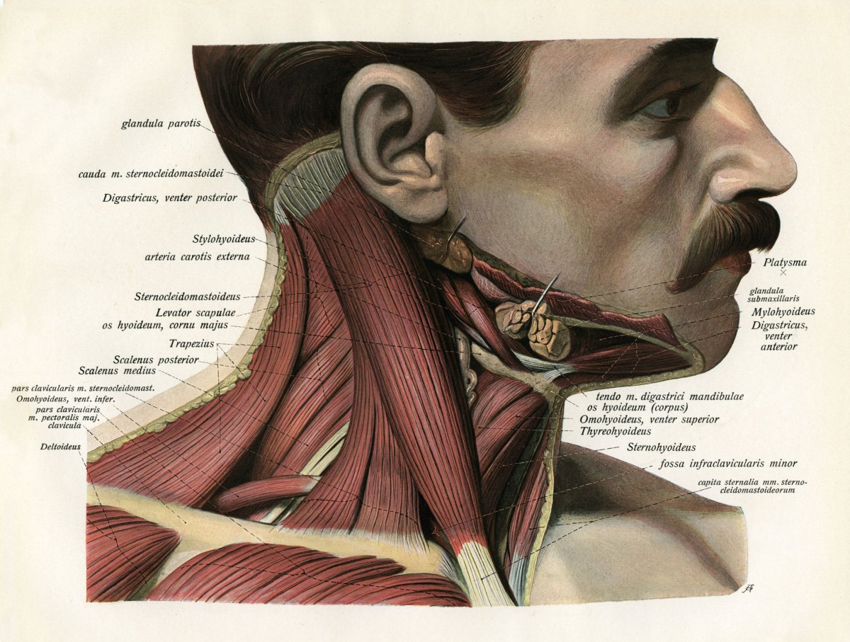 Экстензоры шеи анатомия