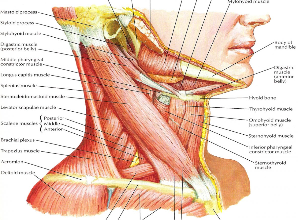 Платизма мышца анатомия