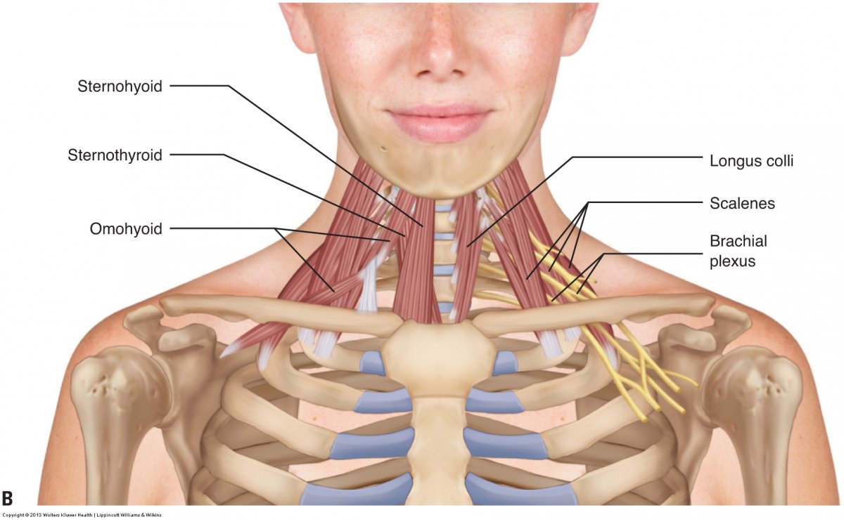 Мышцы шеи атлас Синельникова