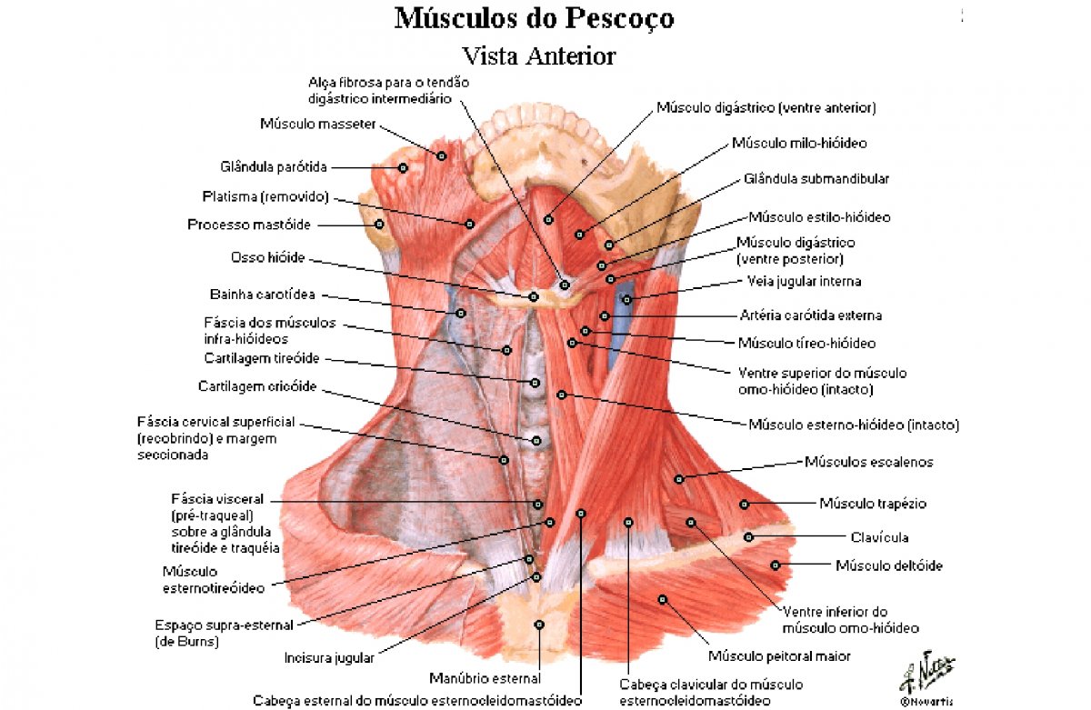Глубокие мышцы шеи медиальная группа