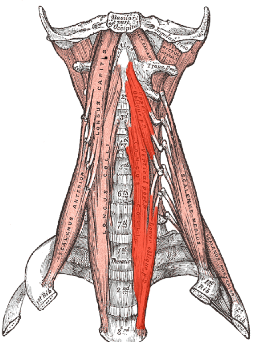 Длинные разгибатели шеи анатомия. Длинная мышца шеи анатомия. M. scalenus anterior и m. Longus Colli. Длиннейшая мышца шеи анатомия.