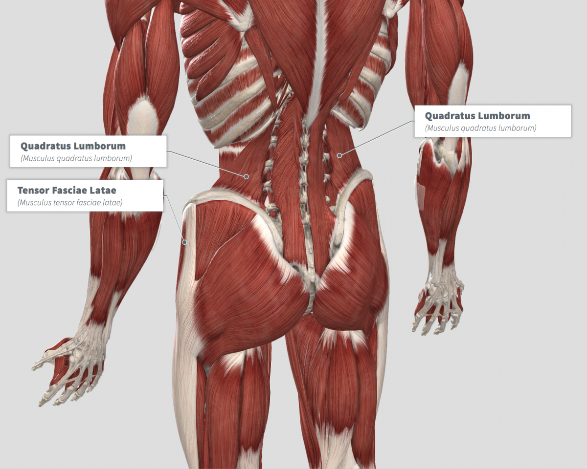 Анатомия ягодичных мышц человека