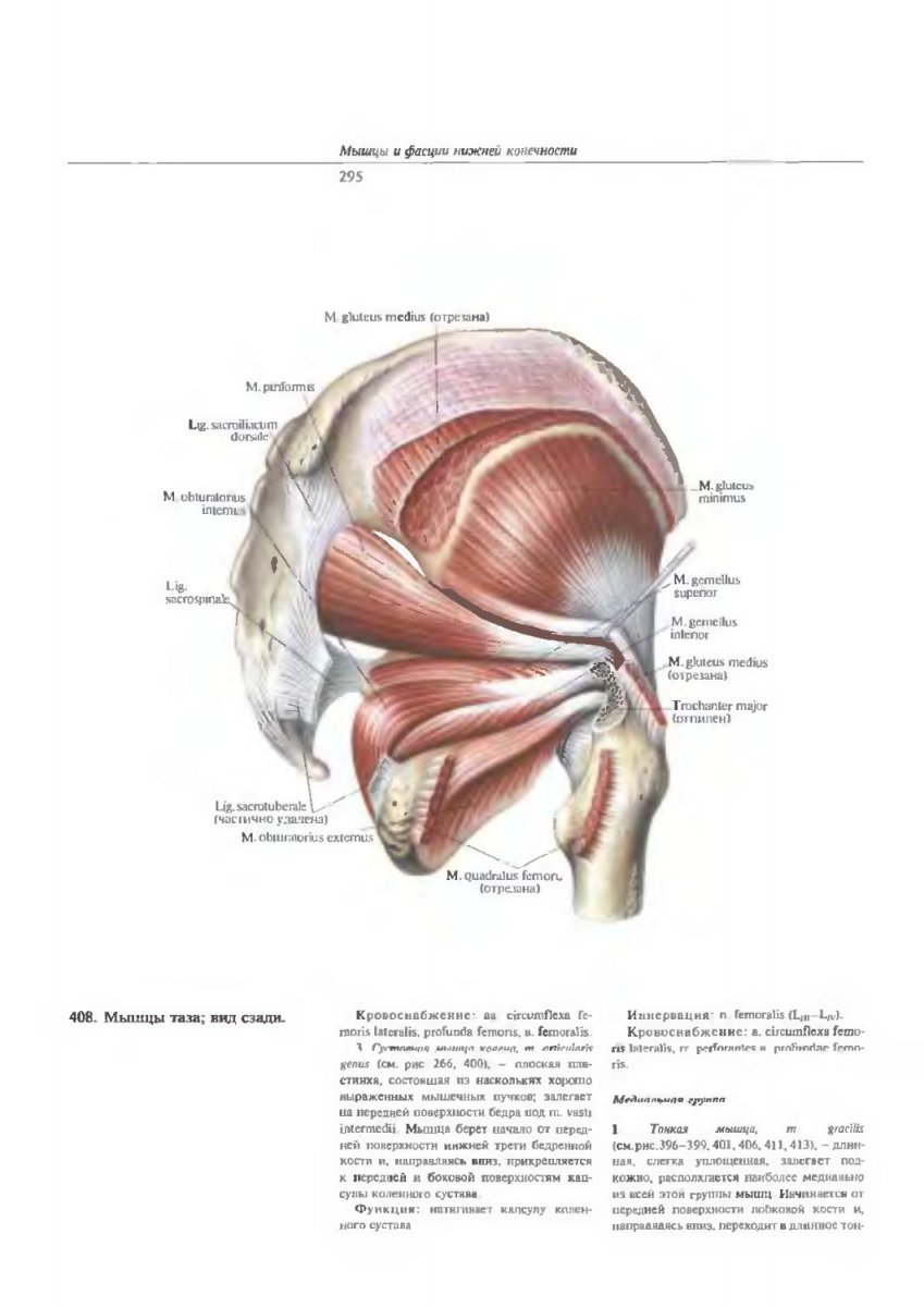 Мышцы пояса нижней конечности анатомия