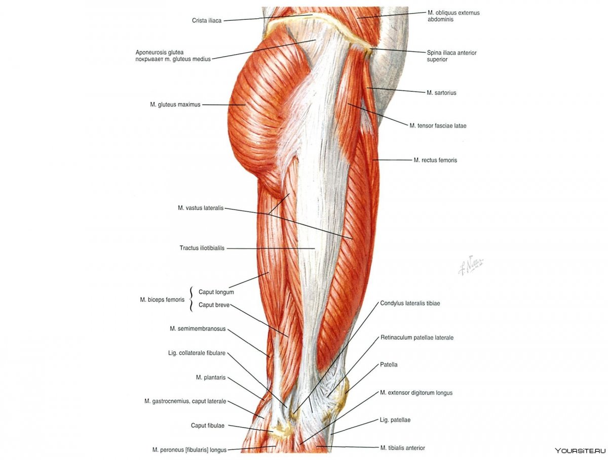 Мышцы ног 3d