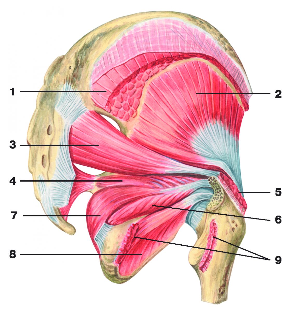Мышцы таза и бедра анатомия