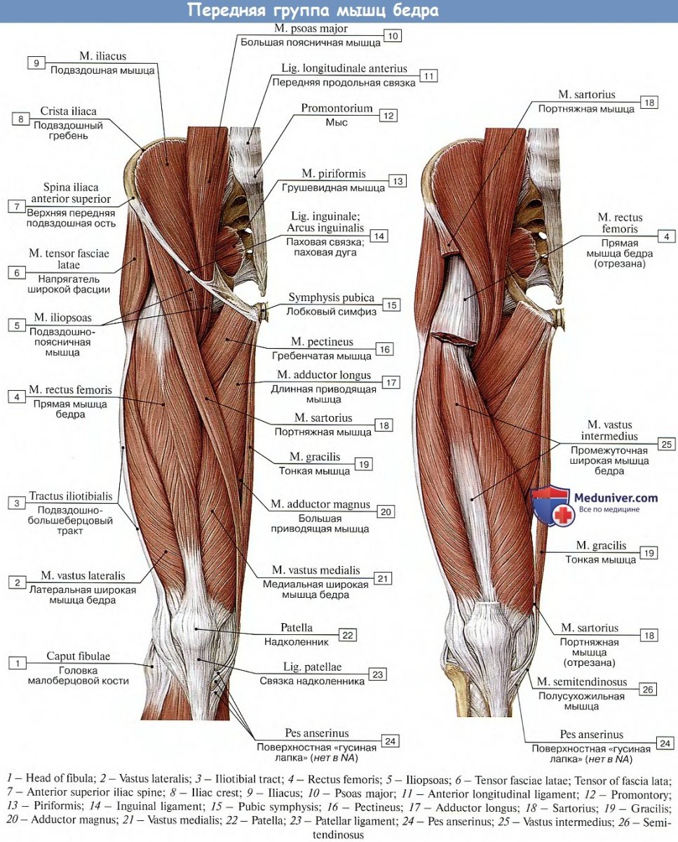 Малая ягодичная мышца анатомия