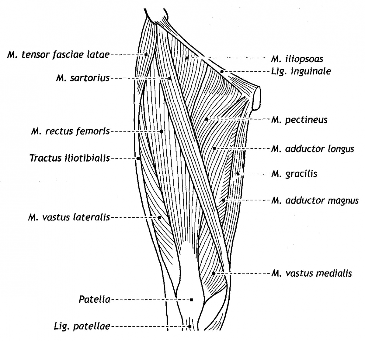 Баммес анатомия мышцы ног