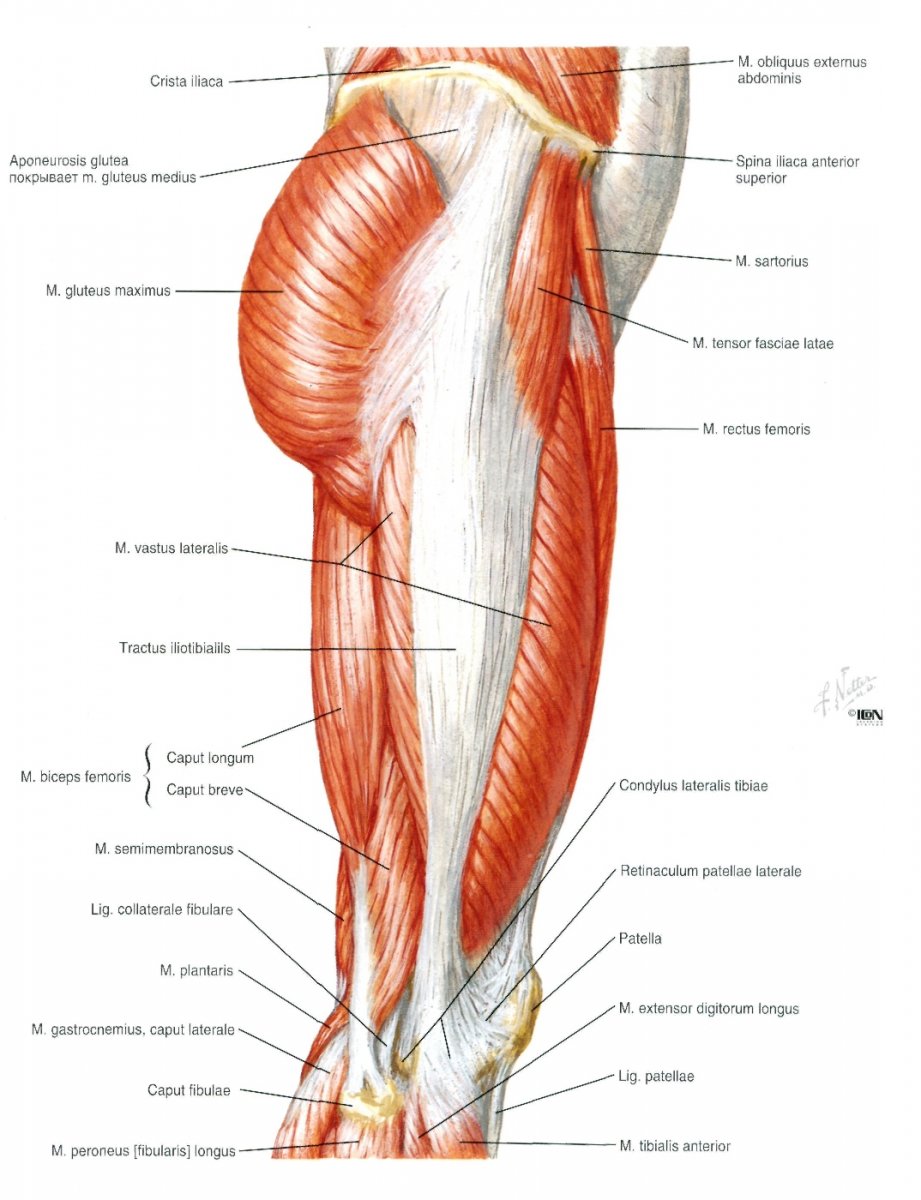 Мышцы бедра анатомия латынь