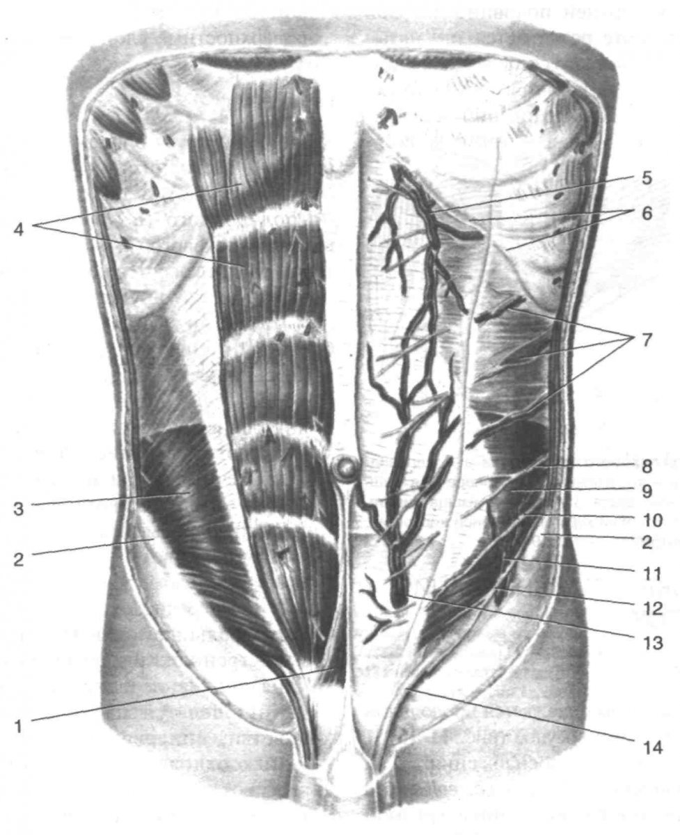 Мышцы передней брюшной стенки анатомия