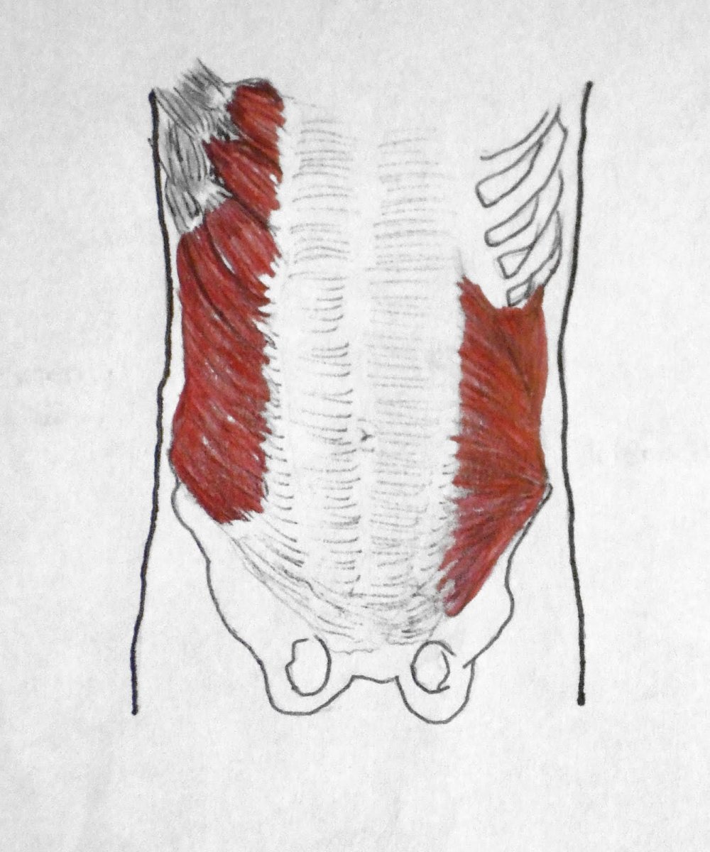 Pyramidalis muscle анатомия
