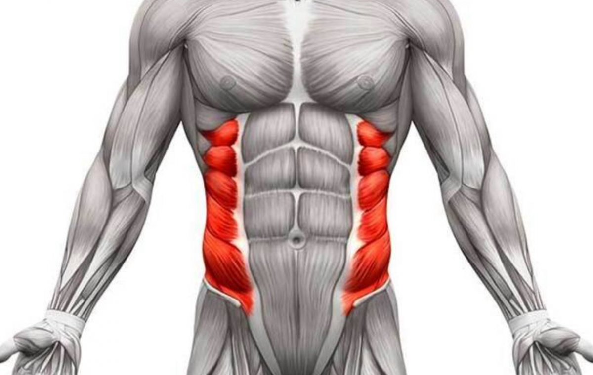 External Oblique мышца