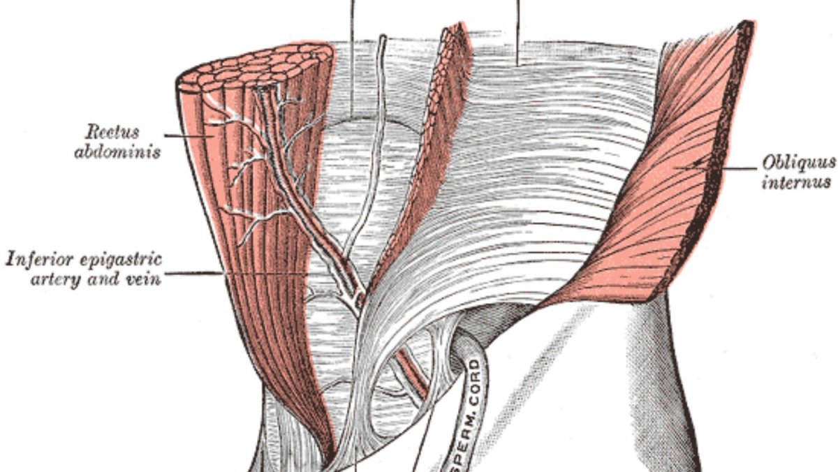 Внутренние мышцы пресса анатомия