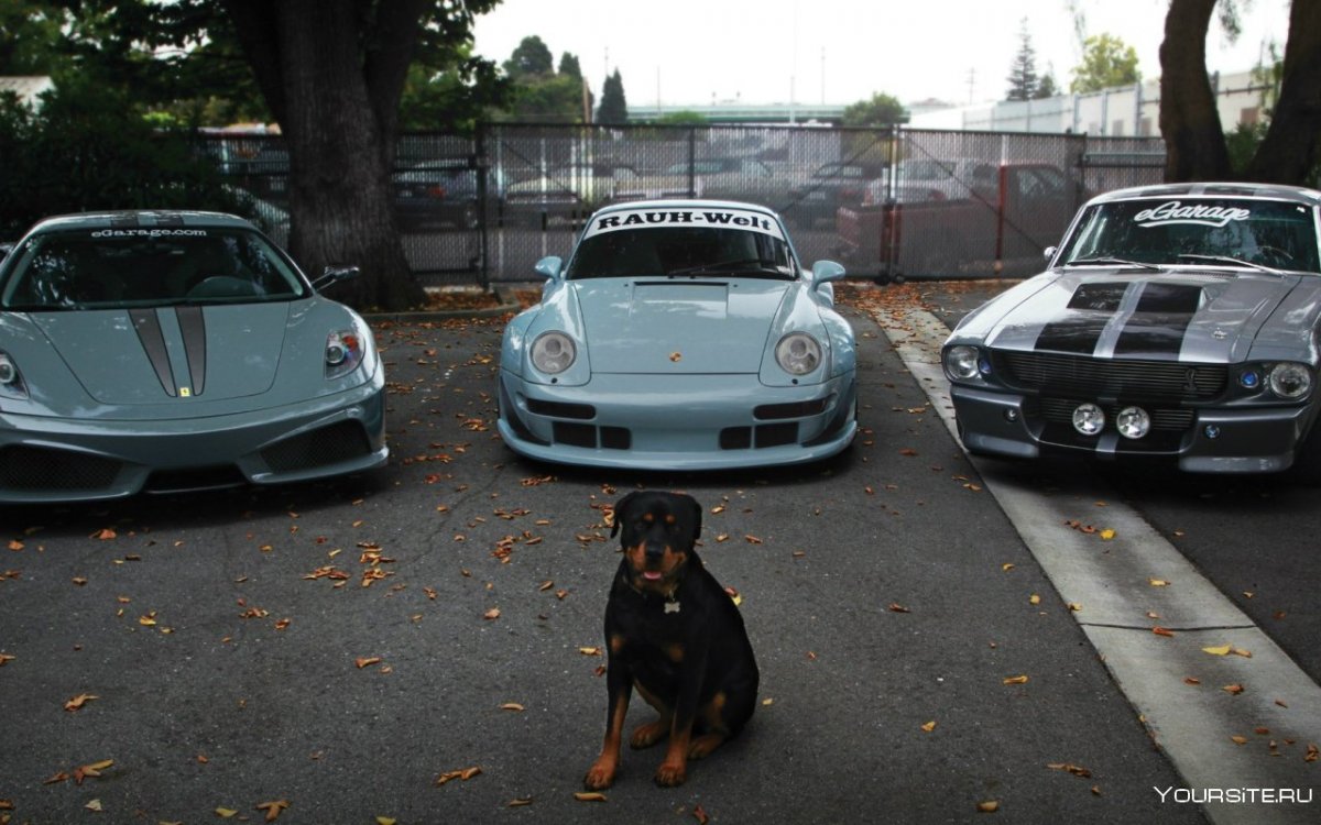 Питбуль и автомобиль