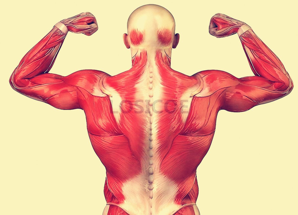 Строение спины сзади у человека мышцы