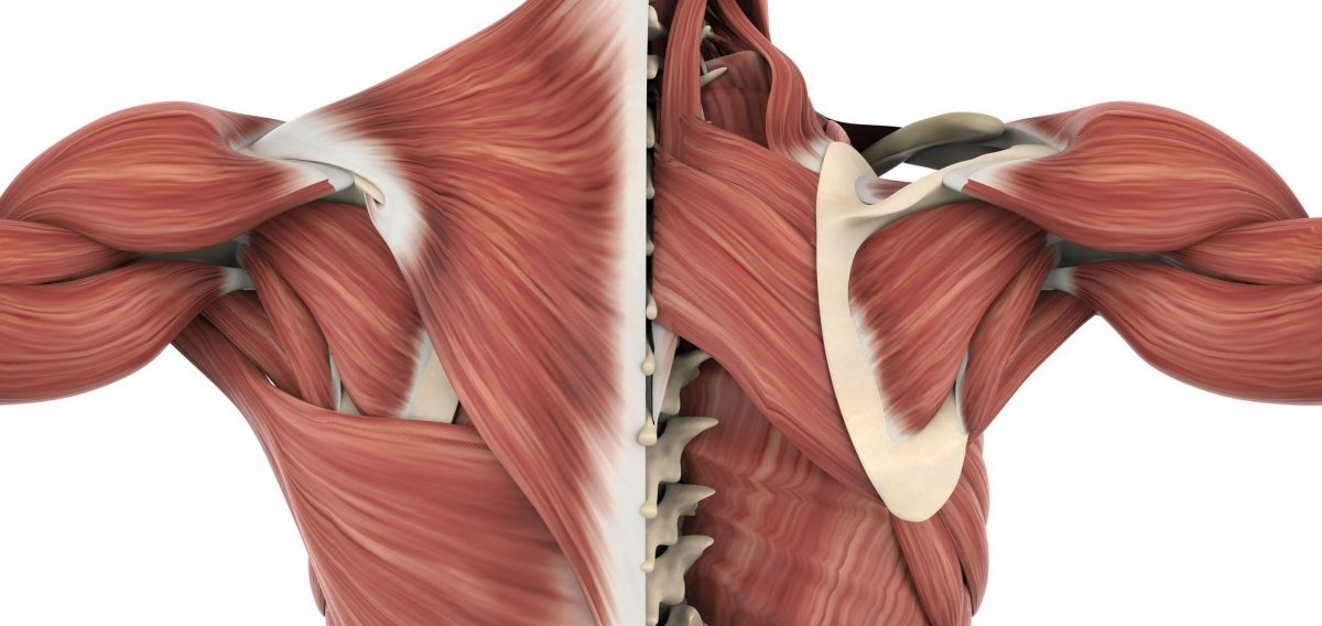 Ротаторы плеча анатомия