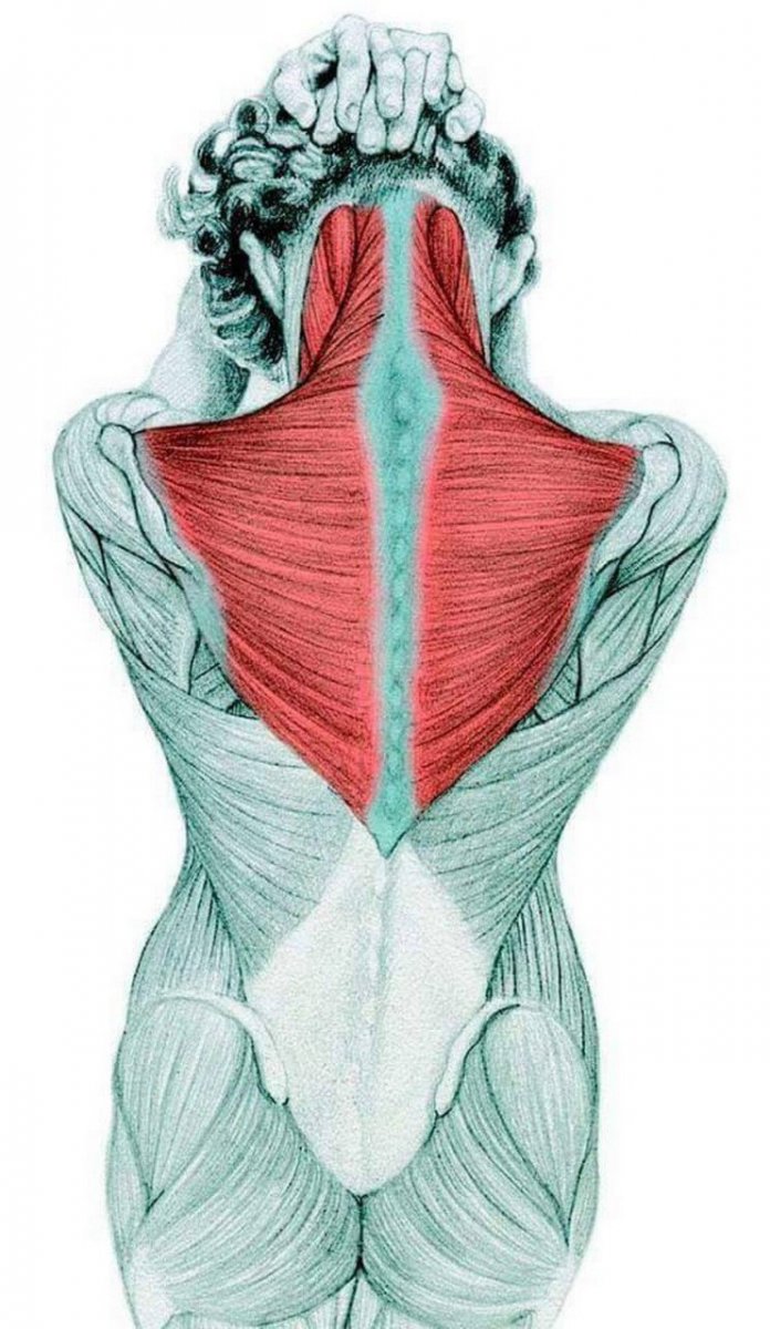 Мышцы спины и шеи