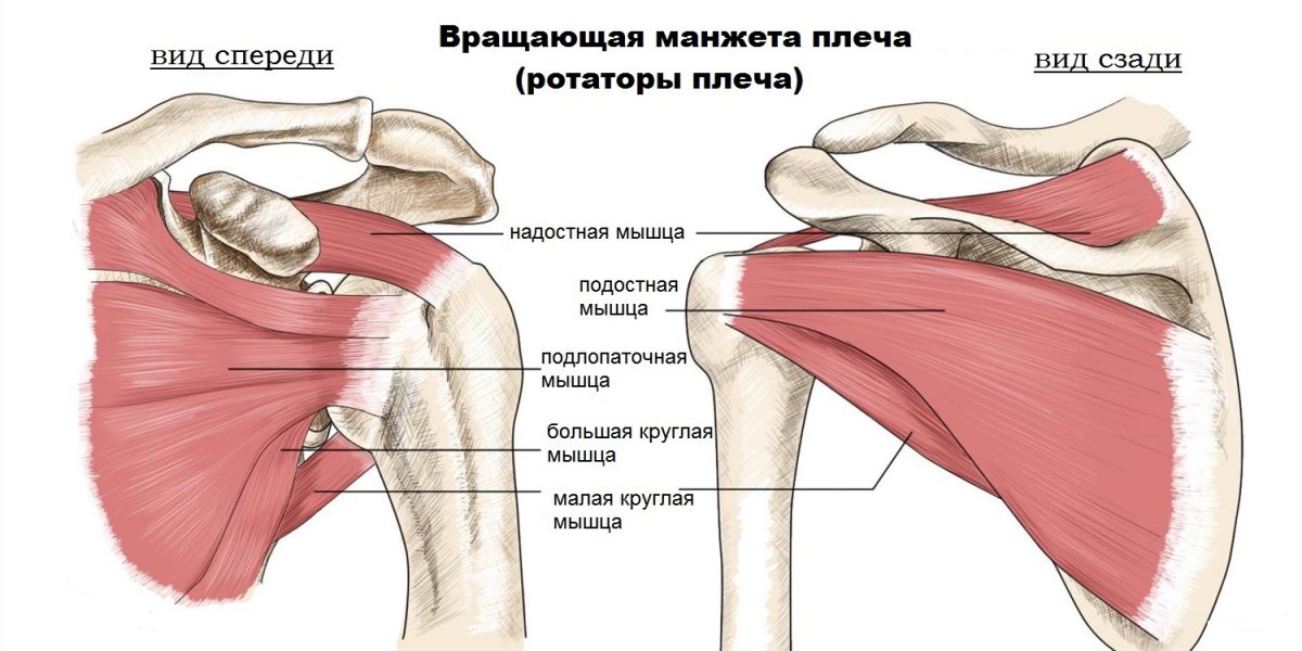 Подзатылочные мышцы головы анатомия