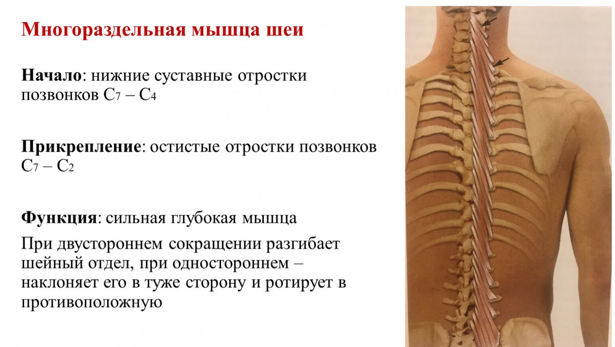 Многораздельная мышца спины функции
