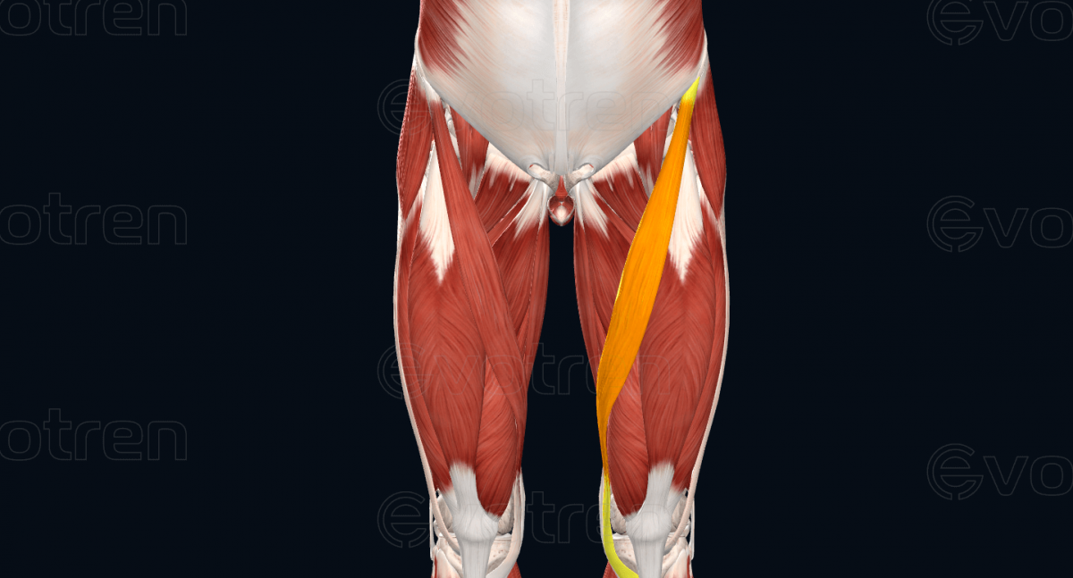 Проксимальное сухожилие четырехглавой мышцы бедра
