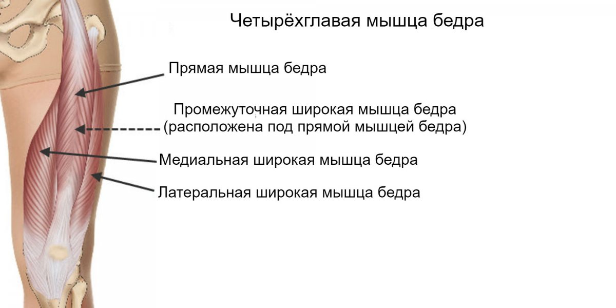 Сухожилие надколенника