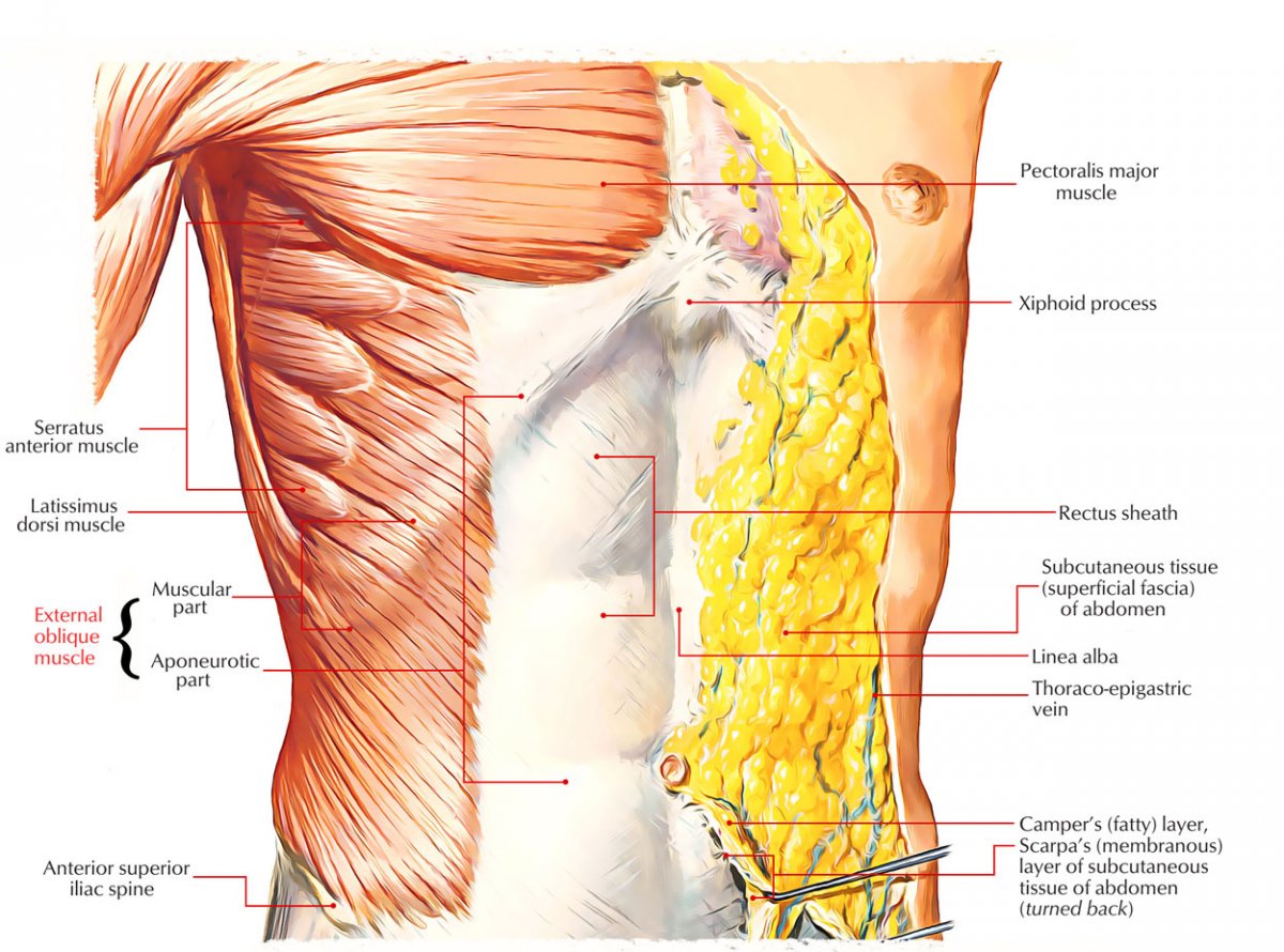 Abdominal Internal Oblique muscle