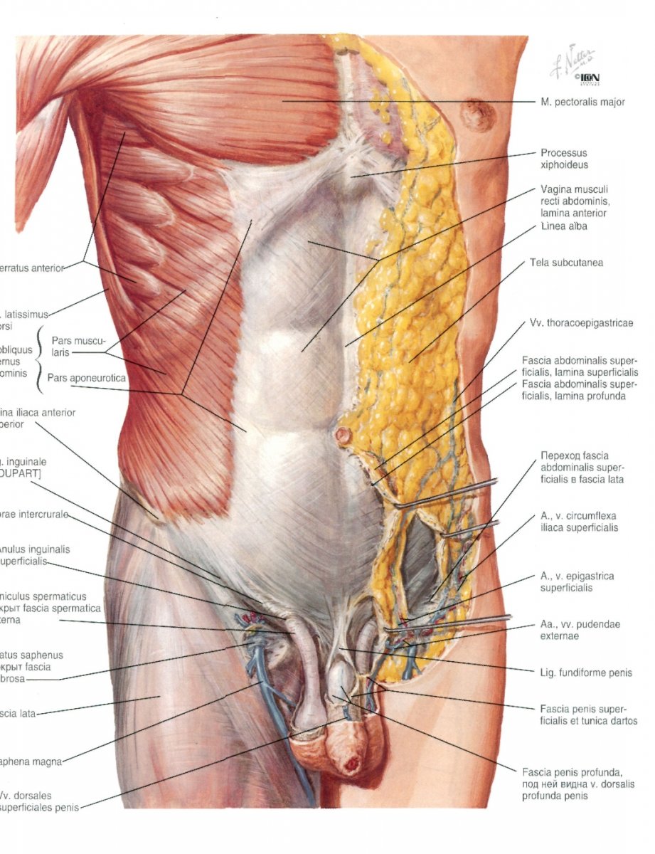 Наружная косая мышца живота анатомия
