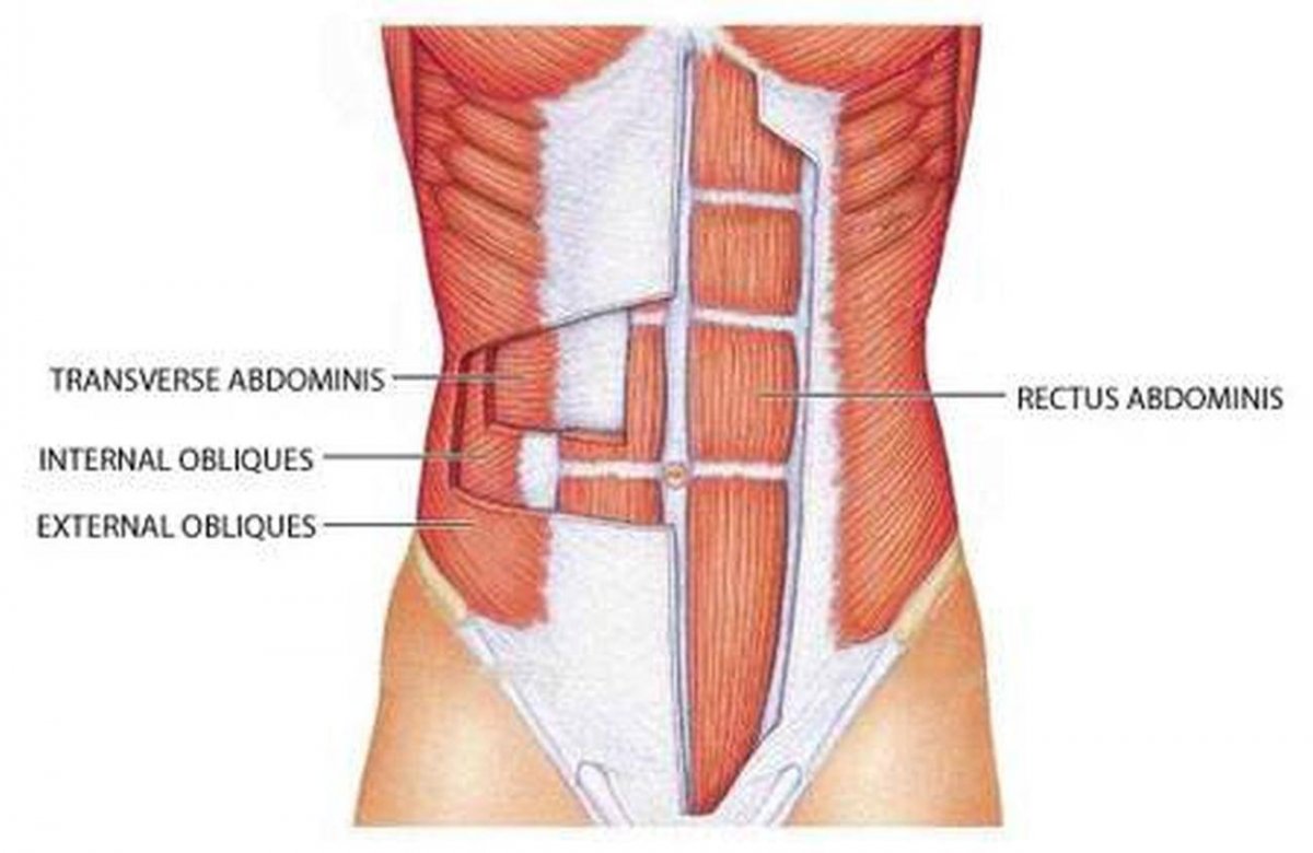 Rectus abdominis мышца