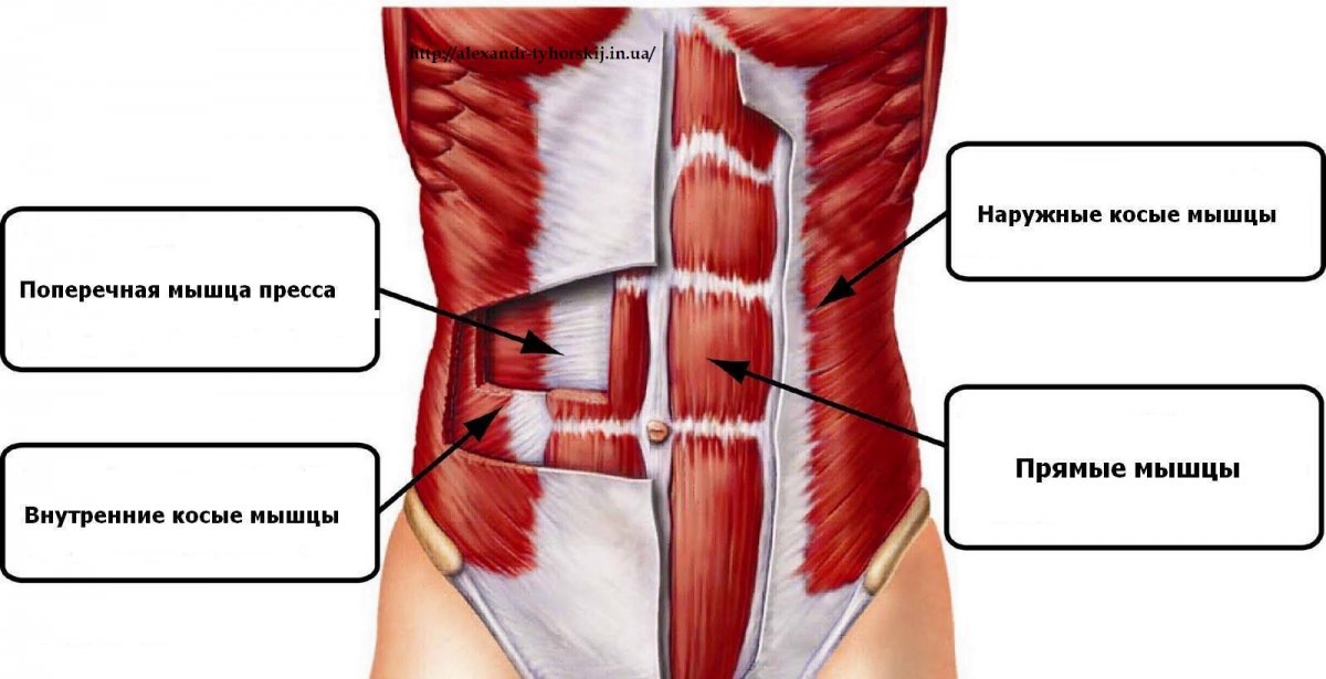 Поперечная мышца живота (m. transversus abdominis)