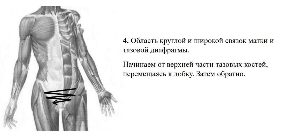Мышцы живота анатомия человека