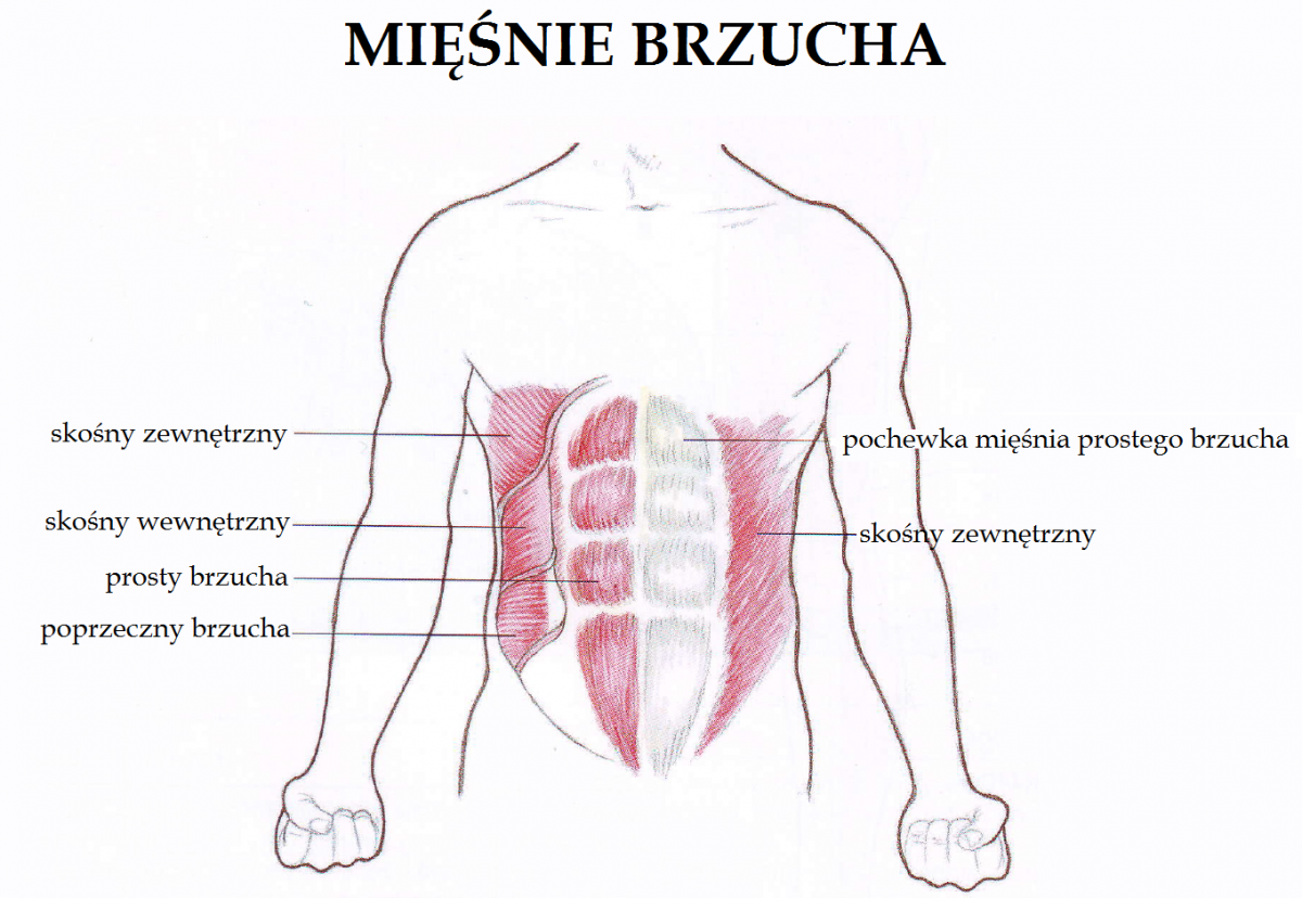 Musculus rectus abdominis анатомия