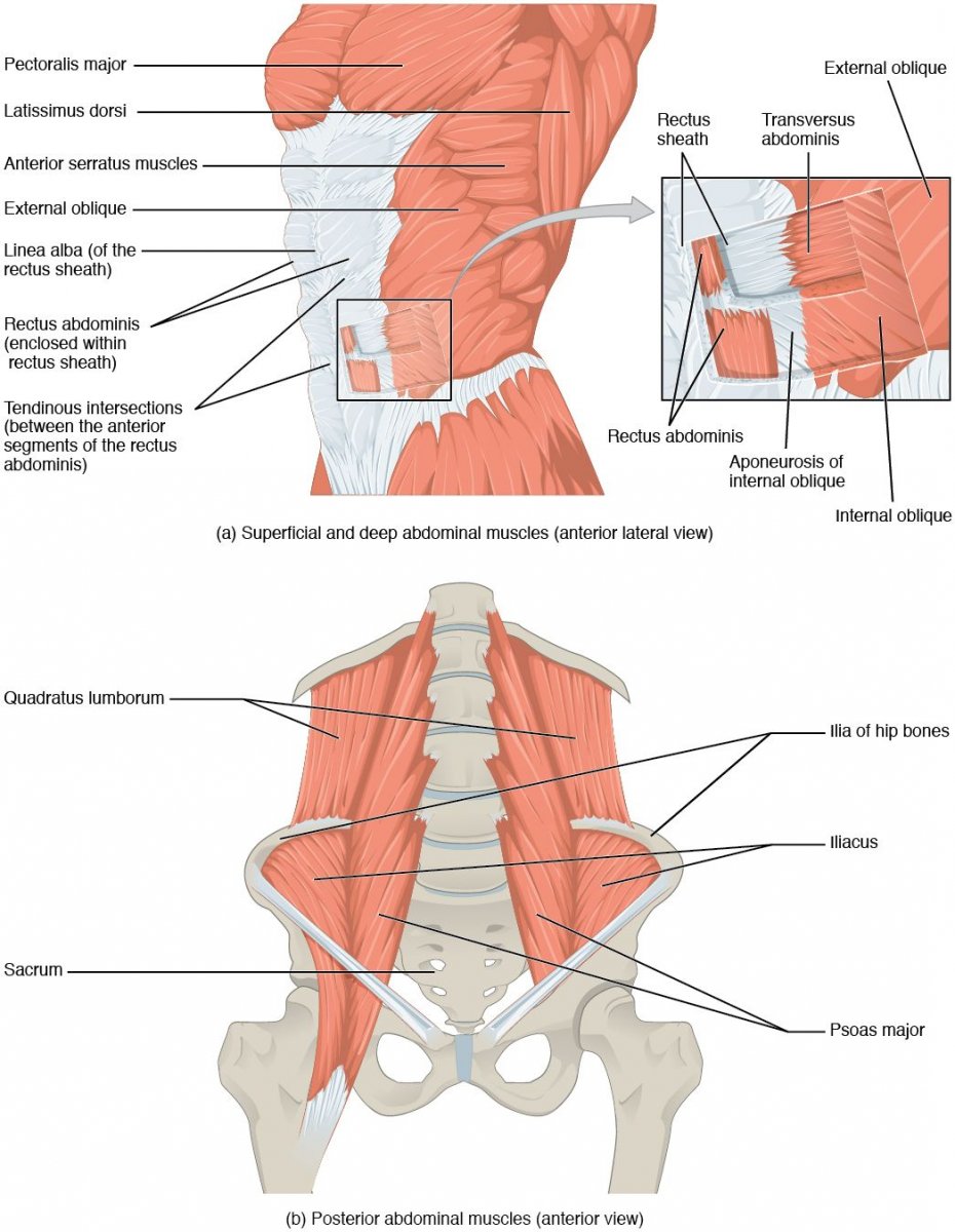 Мышцы живота анатомия человека