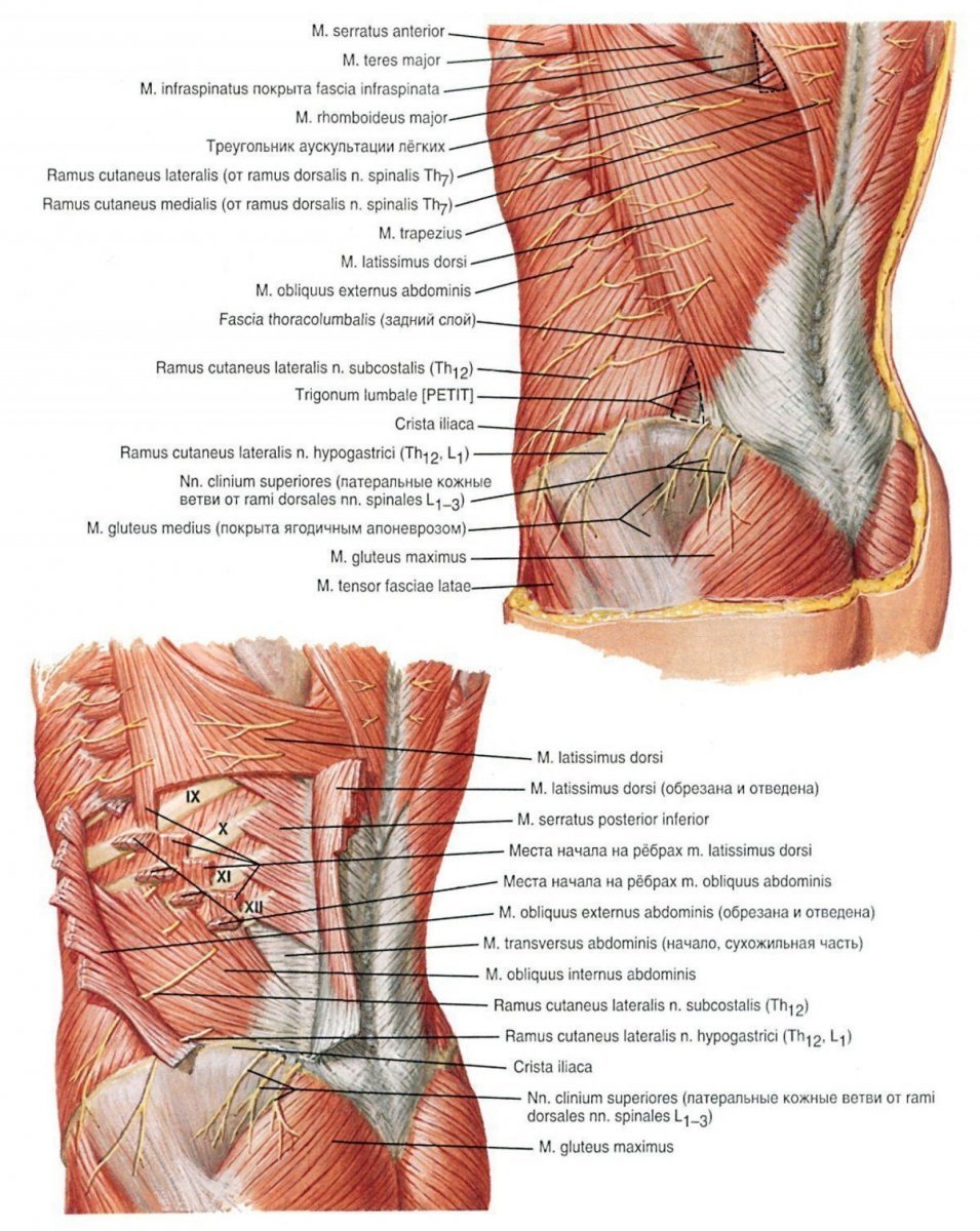 Анатомия передней брюшной стенки человека