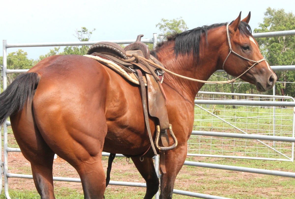 Андалузская лошадь коричневая